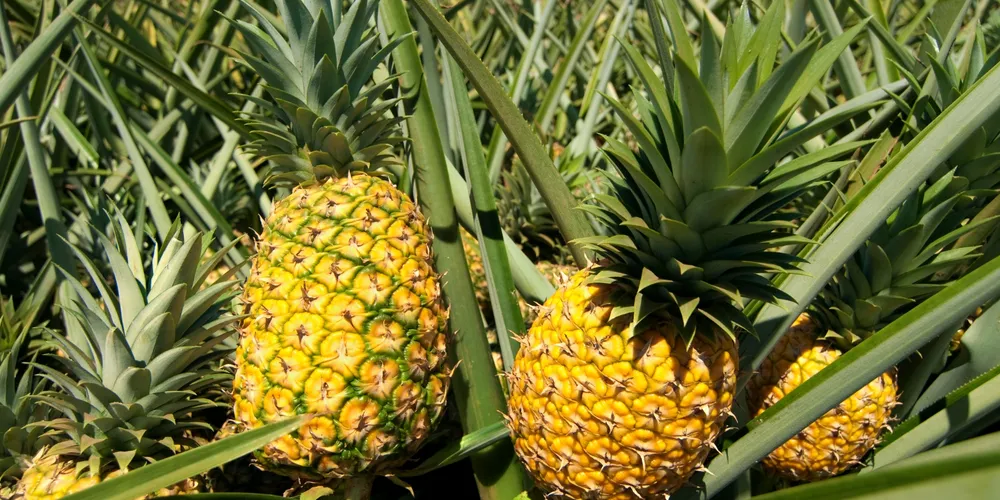 Agricultores familiares de Prudentópolis recebem apoio técnico e mudas de abacaxi em novo programa de fomento rotativo para a fruticultura local