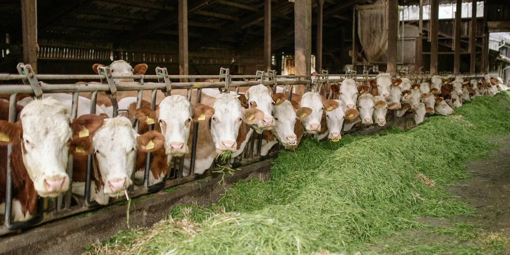 A soma de carne bovina, suína e de aves deve atingir 34,08 milhões de toneladas em 2026