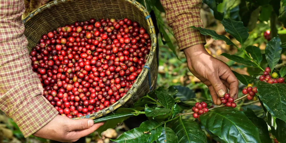 Lavouras de café do Paraná enfrentaram condições climáticas adversas e pressão de pragas durante a safra 2026