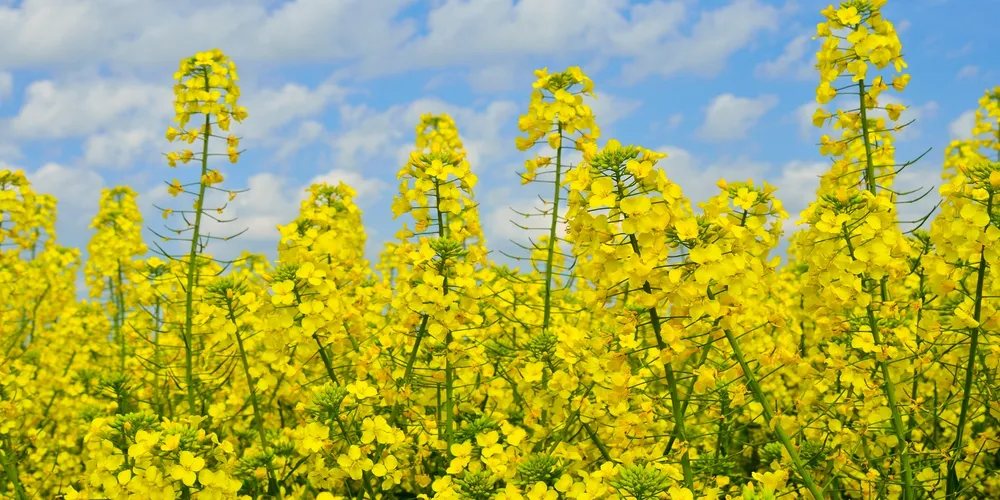 Colheita de canola ganhou ritmo no Paraná, que estima produzir 11 mil toneladas na atual safra