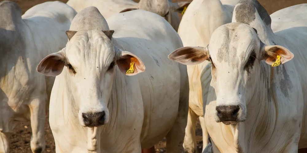 Rebanho bovino brasileiro caiu para 234,3 milhões de cabeças em 2025