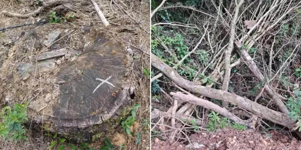Área de mata nativa no Paraná afetada pelo desmatamento ilegal e corte não autorizado de araucárias