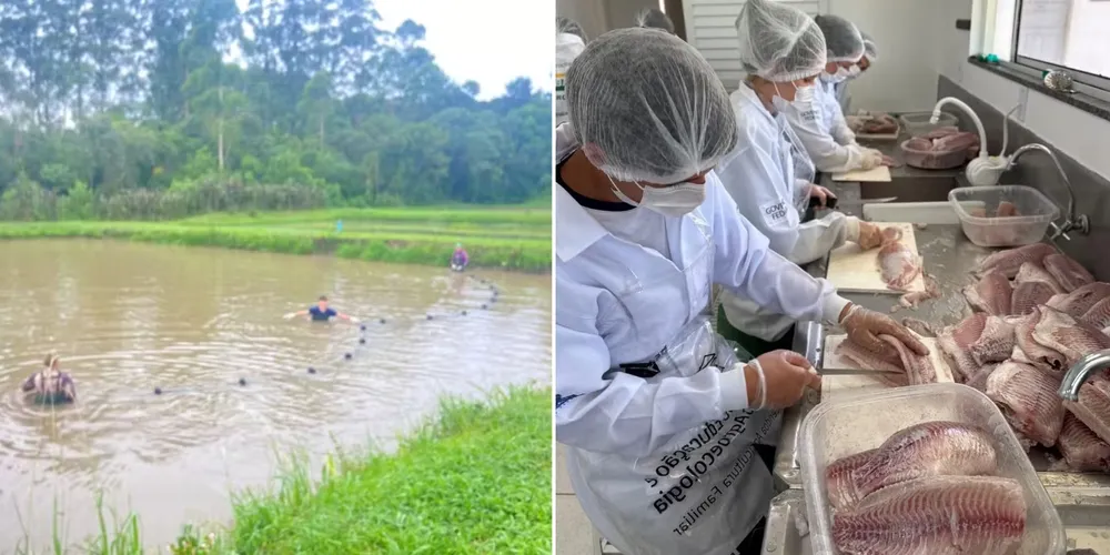 Filés de tilápia produzidos e processados pelos alunos são congelados para posterior comercialização via cooperativa escolar