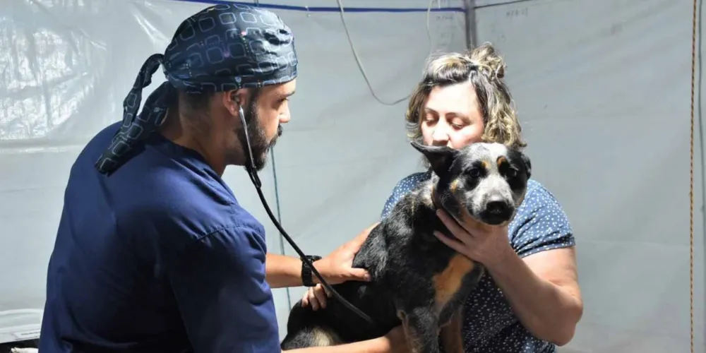 Para concorrer, é necessário ter graduação em Medicina Veterinária