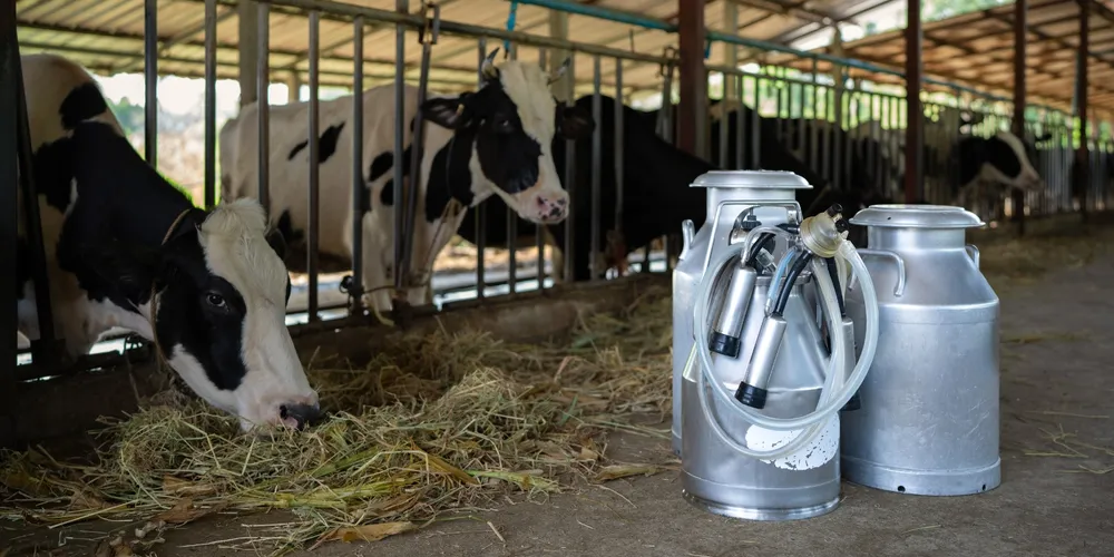 Qualidade da matéria-prima e escala de produção determinam a remuneração final paga aos pecuaristas no Paraná