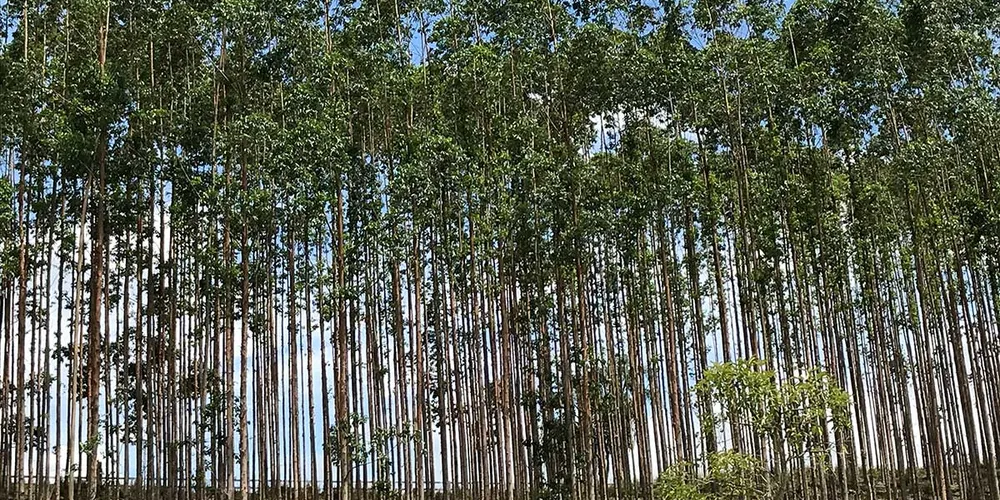 A área estimada de florestas plantadas totalizou 10,4 milhões de hectares em 2025