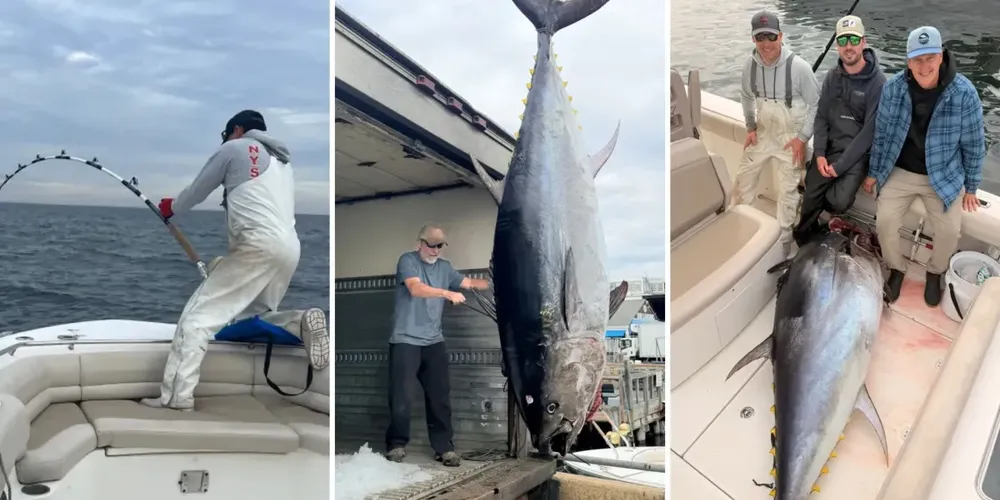 Grupo de pescadores de Massachusetts capturou um atum-azul de mais de 600 libras após 45 minutos de batalha em alto-mar, mas precisou acelerar o retorno à terra firme por causa do horário escolar