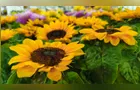 15ª Expo&Flor começa nesta sexta com 250 espécies de flores e plantas em PG