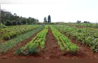 Agricultura orgânica transforma produção e renda de famílias em PG