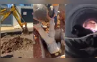 Filhote é resgatada de tubulação e adotada um dia depois no Paraná