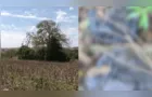 Agricultor encontra sacos com crânios humanos e outros ossos em lavoura