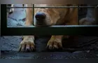 Sete cães são encontrados em estado de extrema magreza em Ivaí