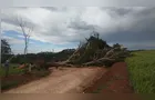 Temporal deixa sete casas destelhadas e derruba árvores em Piraí do Sul
