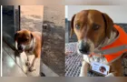 Cachorro descobre onde tutora trabalha, faz visita e é contratado para cargo de ‘supervisor’ no PR