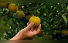 Greening avança e exige controle em pomares de todo o Paraná