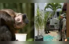 Macaco-prego invade casas, bebe álcool e remédio e fere cinco pessoas na Bahia