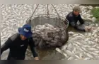 Falta de energia mata 450 mil peixes no Paraná; Copel cita temporais