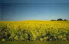 Castrolanda amplia diversificação e aposta em novas culturas no agro