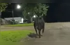 Touro de rodeio escapa, mata mulher na rua e é morto por moradores no PR