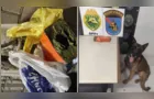 Homem é preso com 523 gramas de maconha dentro de ônibus em Ponta Grossa