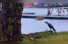 Corvo-indiano é flagrado atacando ninho de coruja em Paranaguá