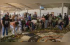 Feira de Sementes Crioulas movimenta Palmeira neste sábado (26)
