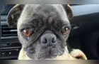Grupo de voluntários resgata casal de pugs de maus tratos e arrecada ajuda para tratamentos