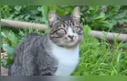 Ajude a encontrar a gata Nina desaparecida em Ponta Grossa