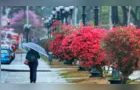 Primavera deve ter umidade excessiva e dar protagonismo a alergias sazonais
