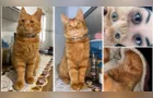 Gato desaparece no Jardim Carvalho e família pede ajuda para encontrá-lo