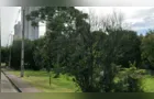Corpo de homem é encontrado dentro de saco em matagal em Curitiba; vítima foi espancada até a morte