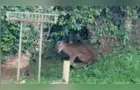 Onça Parda é vista circulando em área rural de Campo Largo