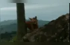 Lobo-guará é novamente avistado no Parque Estadual de Vila Velha em PG