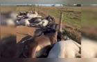 Fazendeiro tem prejuízo de R$223 mil após 62 bois morreram eletrocutados