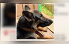 Família procura por cachorra desaparecida em Carambeí