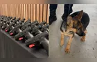 Prefeitura entrega novas pistolas, apresenta cães e homenageia guardas em PG