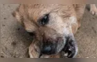 Homem vai preso após espancar cachorro e ameaçar sobrinha de morte