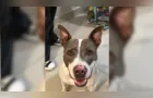 Família pede ajuda para encontrar cachorrinha desaparecida no bairro Santa Paula