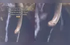 Turistas dão de cara com sucuri gigante durante passeio em Foz do Iguaçu; veja vídeo