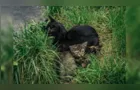Filhote de cachorro é encontrado morto e gatos são flagrados em situação de abandono