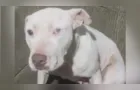 Família procura cadela da raça PitBull e seus dois filhotes desaparecidos em Oficinas, em PG