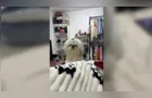 Família pede ajuda para encontrar cachorrinha desaparecida na região da Palmeirinha