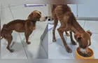 Tutor é preso por maus-tratos após cachorro ser encontrado extremamente magro e infestado de carrapatos