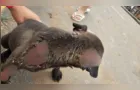 Moradores denunciam agressão contra cães com óleo quente em PG