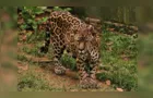 Onça-pintada do Exército Brasileiro bate recorde mundial de longevidade