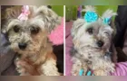 Família procura por cachorrinha Moly perdida em Ponta Grossa