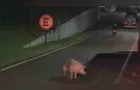 Porco cai de caminhão e fica ferido no meio da pista em Cascavel