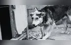 Enquete: você concorda com a lei que proíbe acorrentar cães e gatos?