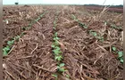 Plantio de soja atinge ritmo recorde no Brasil na safra 2026/27