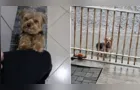 Cachorro é encontrado no 'Jardim Europa' e procura por dono em Ponta Grossa